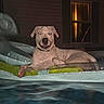 dog, puppy, canine, pet, animal, pool, inflatable_pool, water, night, outdoor, house, window, collar, white_dog, sitting, lying_down, happy, portrait, flash_photography, backyard