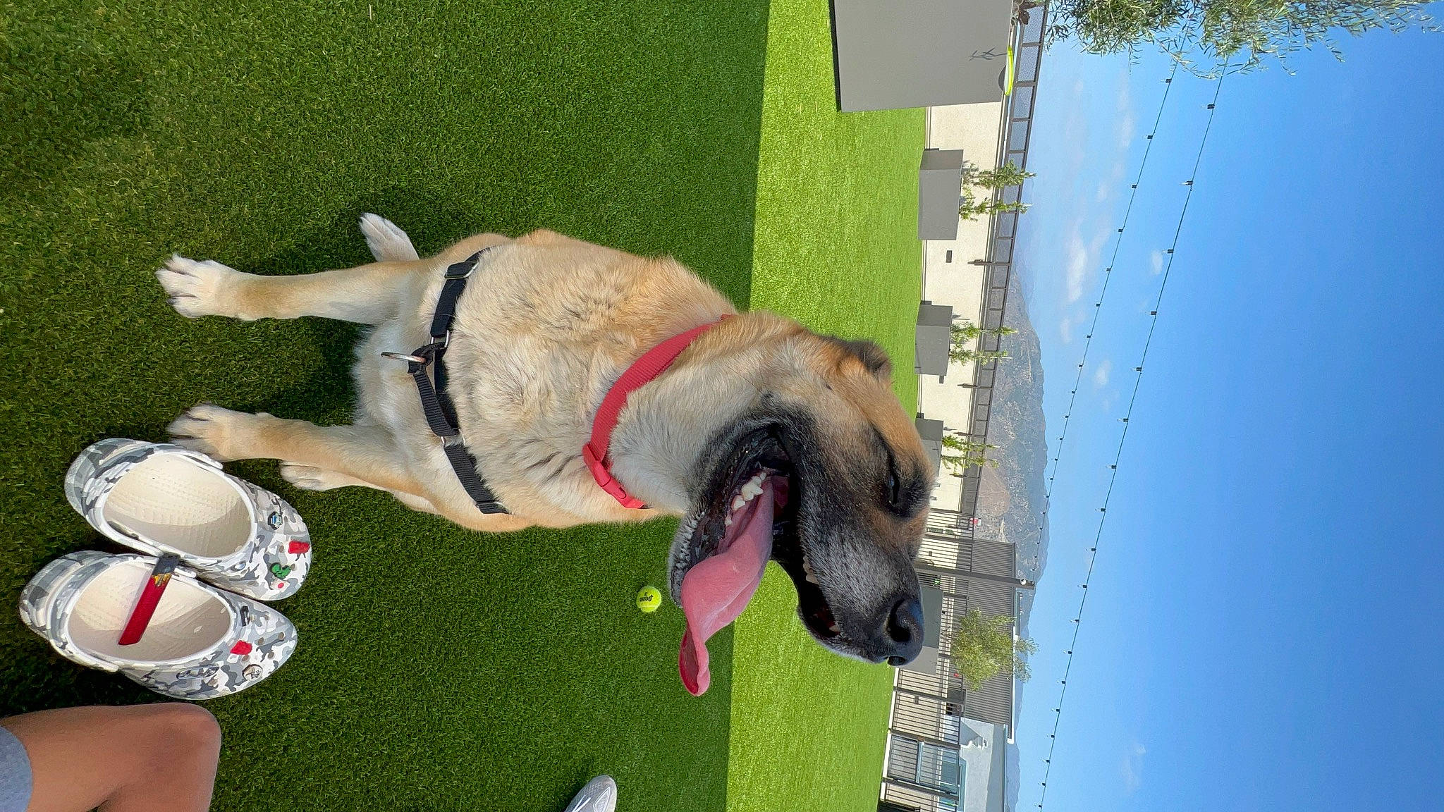 Juno joined the competition — help win amazing prizes! canidae, carnivore, collar, companion_dog, dog, dog_breed, dog_collar, dog_supply, fawn, fun, grass, leash, leisure, pet_supply, plant, sky, sporting_group, tail, water, working_animal