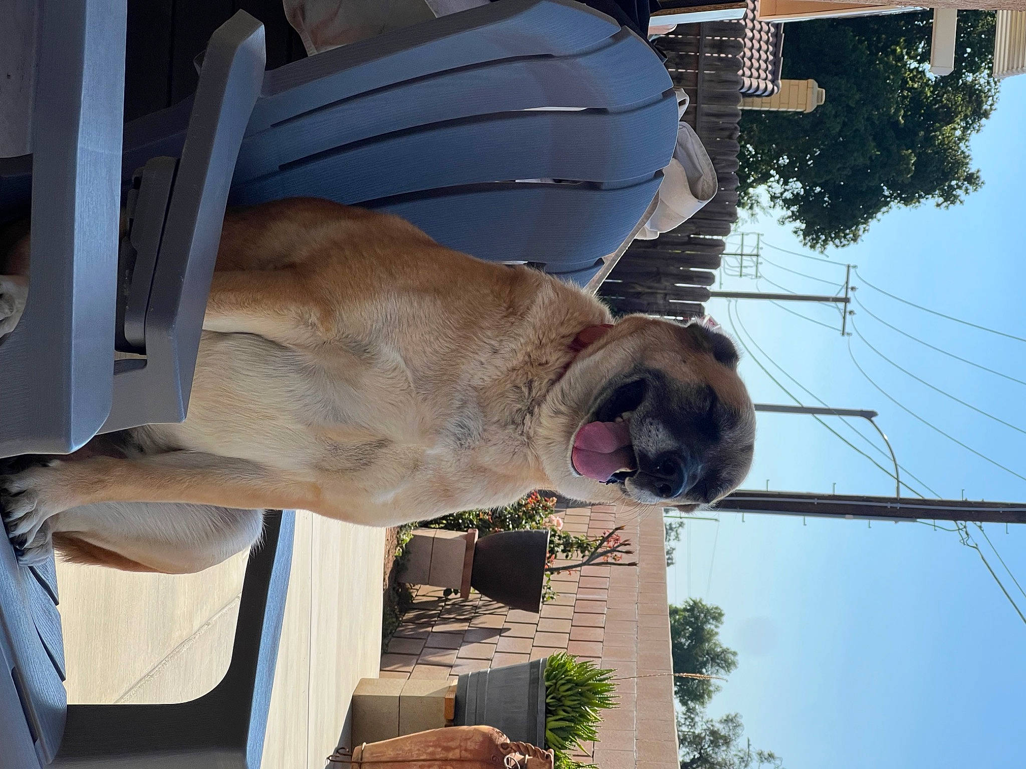 Juno joined the competition — help win amazing prizes! art, canidae, carnivore, dog, dog_breed, fawn, jaw, plant, sky, snout, sporting_group, tree, working_animal