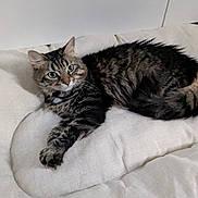 Tequila participe au concours pour gagner de l'argent avec cette photo : alert, cat, comfortable, curious, cushion, domestic_cat, floor, fur, furniture, green_eyes, household, indoor, mammal, paw, pet, relaxed, resting, tabby_cat, whiskers, white