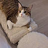 animal, cat, cozy, curious, cushion, cute, domestic, floor, fluffy, furniture, home, indoor, looking_up, paw, pet, relaxed, resting, tabby, white, wooden_floor