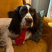 Oscar participe au concours pour gagner de l'argent avec cette photo : brown_and_white, canine, companion, cozy, cute, decor, dog, domestic_animal, furniture, home, indoor, long_ears, lying_down, mustard_blanket, pet, pillow, portrait, red_tie, relaxed, spotted_fur