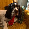 brown_and_white, canine, companion, cozy, cute, decor, dog, domestic_animal, furniture, home, indoor, long_ears, lying_down, mustard_blanket, pet, pillow, portrait, red_tie, relaxed, spotted_fur