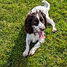 Oscar participe au concours pour gagner de l'argent avec cette photo : animal, brown_and_white, canine, daytime, dog, field, floppy_ears, friendly, grass, happy, lying_down, mammal, nature, outdoor, pet, playful, resting, summer, sunlight, tongue_out