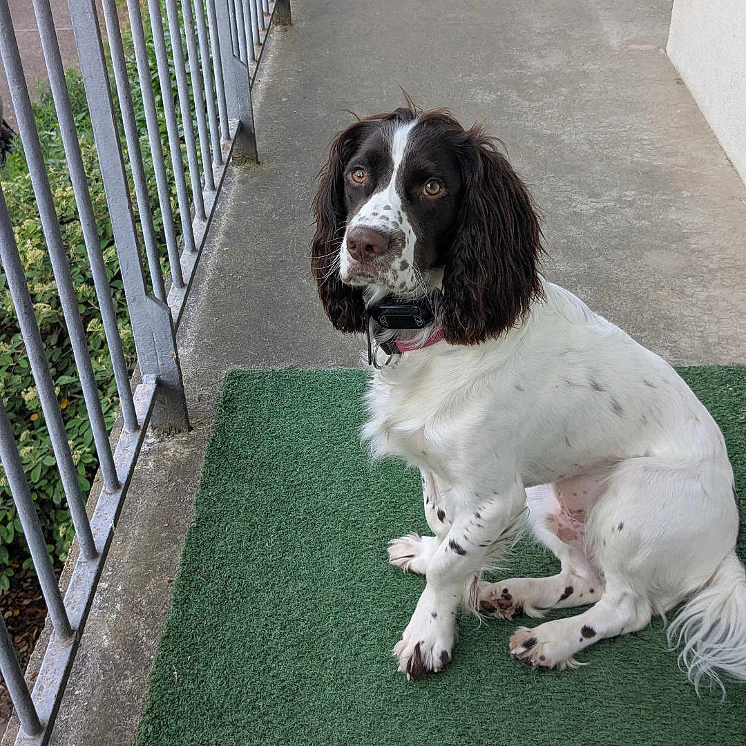 Oscar participe au concours pour gagner de l'argent avec cette photo : balcony, brown_and_white, calm, canine, closeup, collar, concrete, daytime, dog, domestic_animal, fence, green_carpet, long_ears, looking_up, outdoor, pet, quiet, railing, sitting, waiting