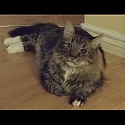 Mufi joined the competition — help win amazing prizes! animal, cat, cozy, curious, cute, ears, eyes, feline, floor, fluffy, fur, home, indoor, pet, resting, tabby, tail, whiskers, white_paws, wooden_floor