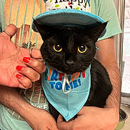 Gorgy is registered to the contest to win money with this photo: animal, birthday_bandana, birthday_hat, black_cat, casual_clothing, celebration, closeup, cute, domestic_cat, feline, festive, green_tshirt, hand, holding, indoor, orange_nail_polish, person, pet, portrait, window