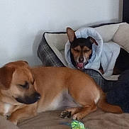 Papo joined the competition — help win amazing prizes! dog, indoor, couch, dog_bed, brown_dog, black_and_brown_dog, pet_clothing, relaxed, yawning, cozy, furniture, home, animal, resting, two_dogs, canine, domestic_animal, sleepy, companion, cute