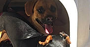 Papo is registered to the contest to win money with this photo: animal, black_dog, brown_dog, canine, collar, companions, cute, dog, dog_house, happy, outdoor, pet, pets, plastic_house, playful, shadow, sunlight, sunny_day, tongue_out, two_dogs