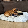 Papo joined the competition — help win amazing prizes! animal, black, brown, companions, couch, cozy, cute, dog, dog_bed, dogs, floor, furniture, indoor, living_room, pet, pets, resting, snuggling, sweater, tan