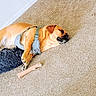 dog, sleeping, harness, dog_bed, carpet, bone, indoor, pet, resting, brown_dog, cozy, fur, quiet, relaxed, animal, domestic, floor, canine, home, napping