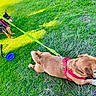 dog, leash, grass, outdoor, person, water_bottle, collapsible_bowl, stick, sunlight, shadow, pet, animal, brown_dog, black_and_tan_dog, canine, nature, playful, summer, walking, resting