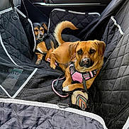 Princesa is registered to the contest to win money with this photo: dog, car, car_interior, seat_cover, harness, black, brown, resting, lying_down, pet, animal, window, sunlight, leash, two_dogs, comfortable, quilted, seat, relaxed, companion