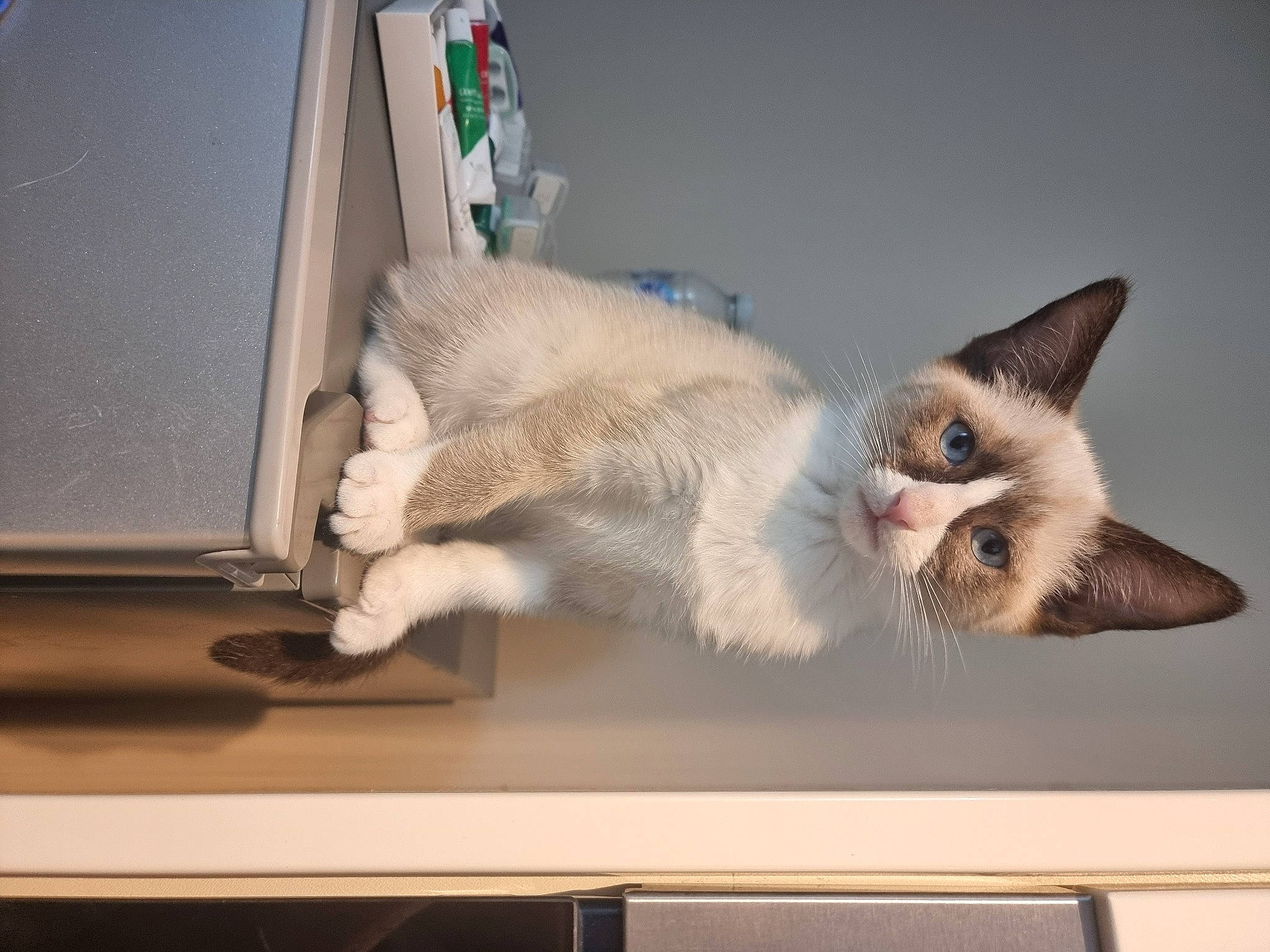 Ziggy is registered to the contest to win money with this photo: balinese, carnivore, cat, domestic_short_haired_cat, fawn, felidae, fur, paw, room, shelf, siamese, small_to_medium_sized_cats, tail, thai, whiskers