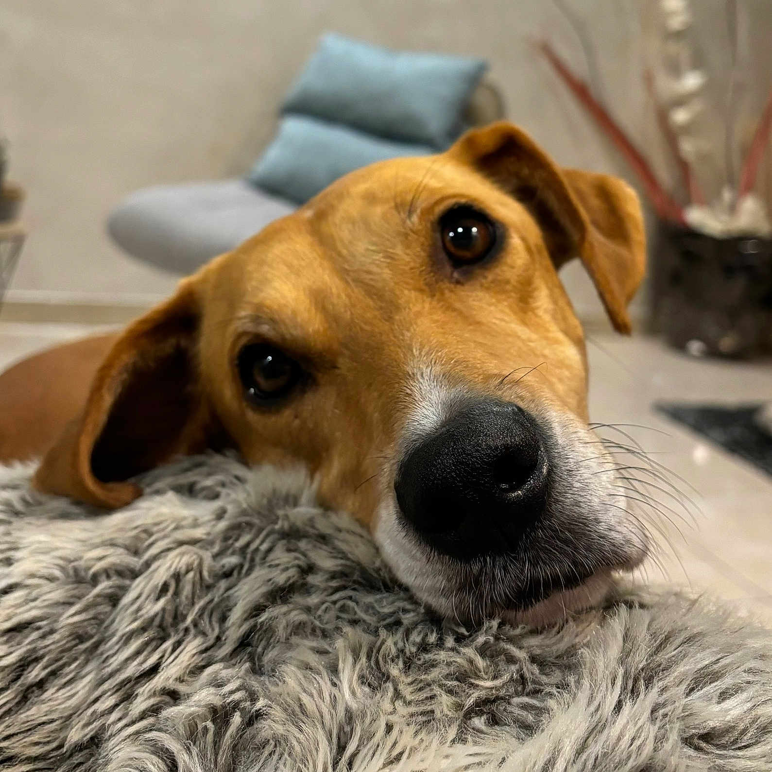 Arya participe au concours pour gagner de l'argent avec cette photo : animal, beagle, blanket, canine, clothing, couch, cushion, dog, dogbed, fur, furniture, goldenretriever, homedecor, hound, indoors, labradorretriever, pet, pointer, puppy, snout