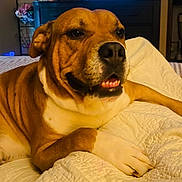 Red is registered to the contest to win money with this photo: animal, bed, brown_fur, canine, closeup, cozy, cute, dog, expression, fur, home, indoor, paw, pet, portrait, quilt, relaxed, resting, smiling, white_fur