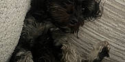 Lana joined the competition — help win amazing prizes! dog, pet, fluffy, curly_fur, black, gray, lounging, couch, carpet, indoors, relaxed, closeup, fur, animal, companion, cute, resting, curled_paws, soft_light, cozy