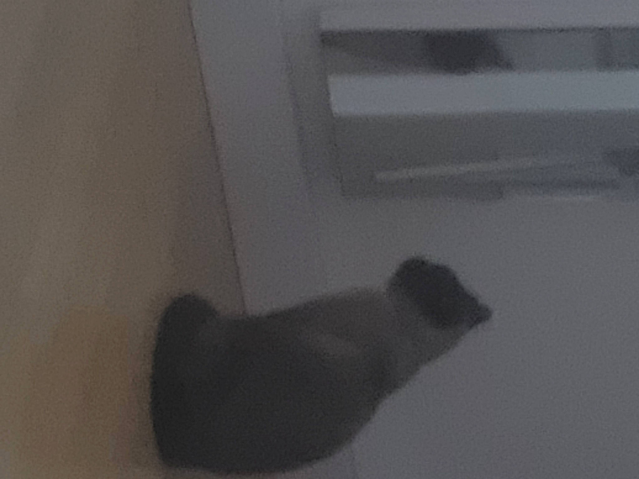 Baguera a rejoint le concours — aidez-le/la à gagner de superbes lots ! cat, darkness, felidae, foot, fur, gesture, grey, human_leg, monochrome, monochrome_photography, paw, room, shadow, small_to_medium_sized_cats, tail, whiskers, wrist