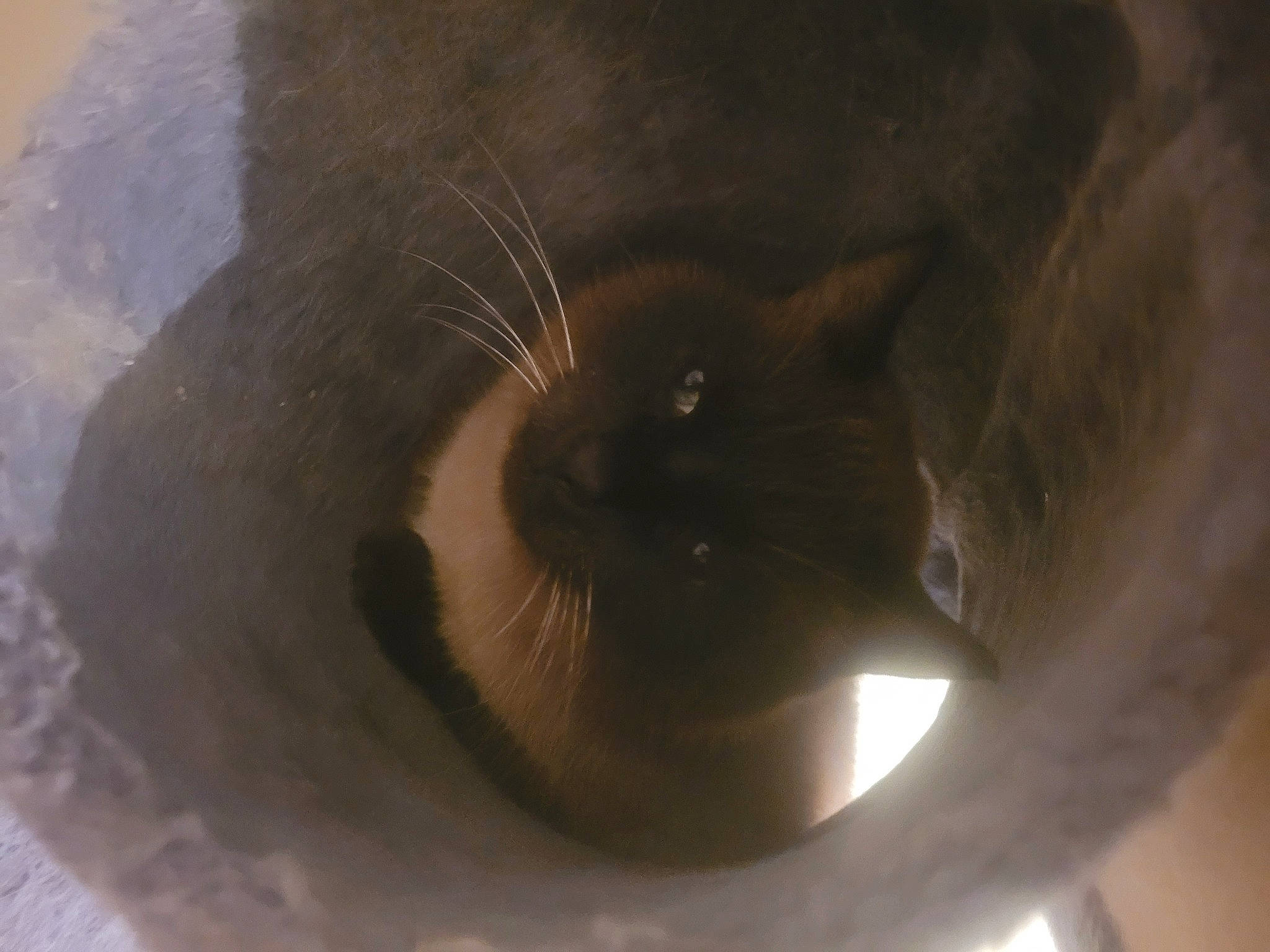Baguera a rejoint le concours — aidez-le/la à gagner de superbes lots ! cat, circle, ear, eyelash, facial_hair, fur, jaw, macro_photography, snout, terrestrial_animal, whiskers
