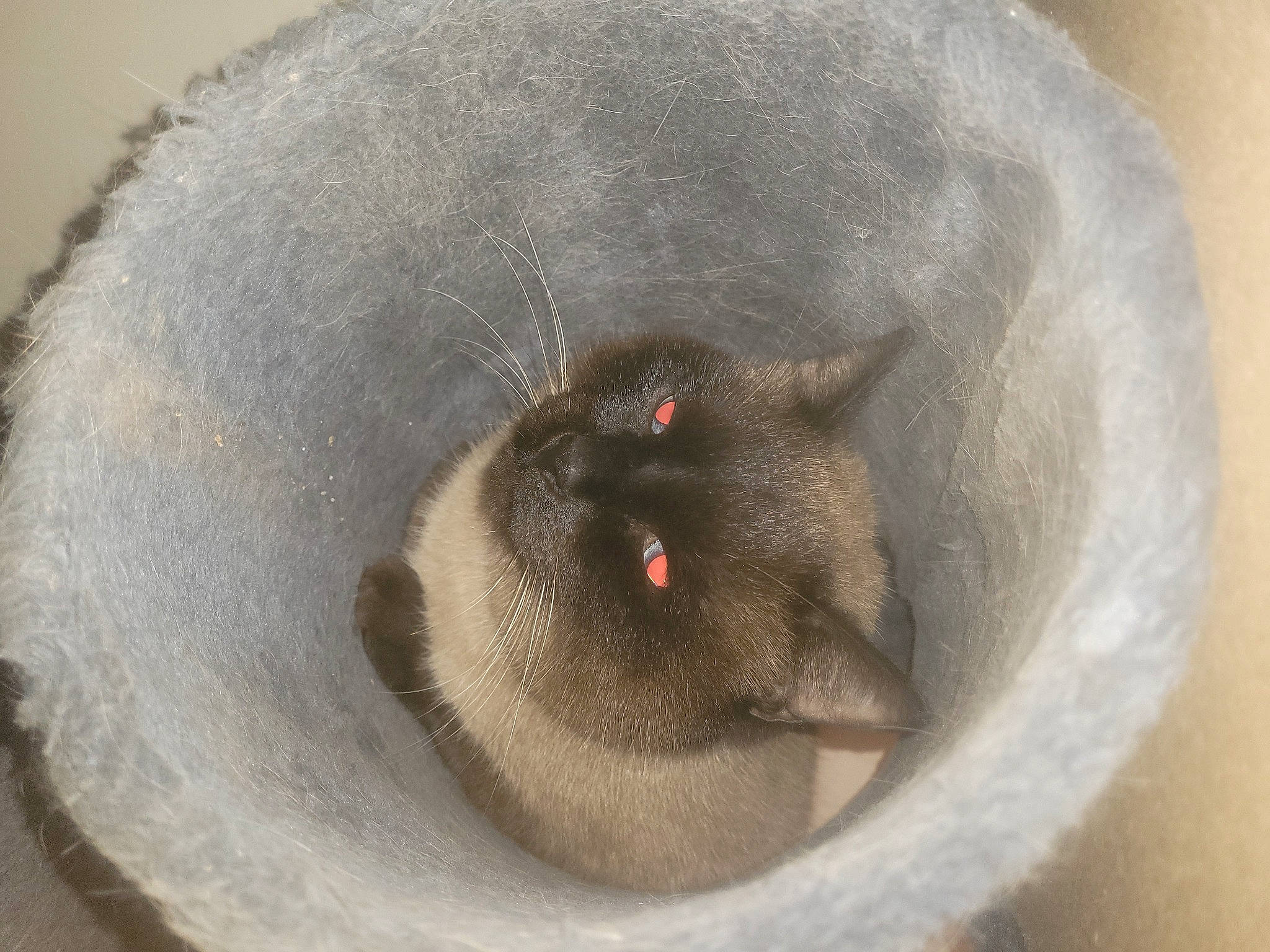 Baguera participe au concours pour gagner de l'argent avec cette photo : carnivore, cat, circle, felidae, fur, siamese, small_to_medium_sized_cats, snout, terrestrial_animal, whiskers