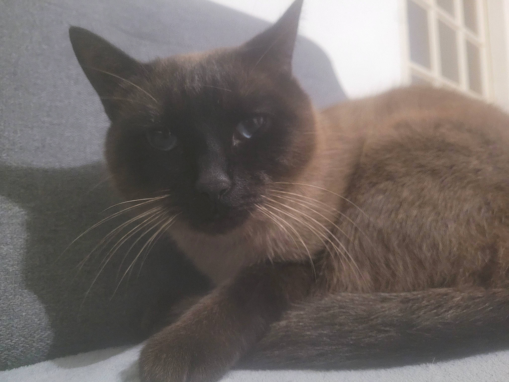 Simba participe au concours pour gagner de l'argent avec cette photo : carnivore, cat, comfort, domestic_short_haired_cat, fawn, felidae, foot, fur, grey, paw, siamese, small_to_medium_sized_cats, snout, tail, terrestrial_animal, whiskers, window