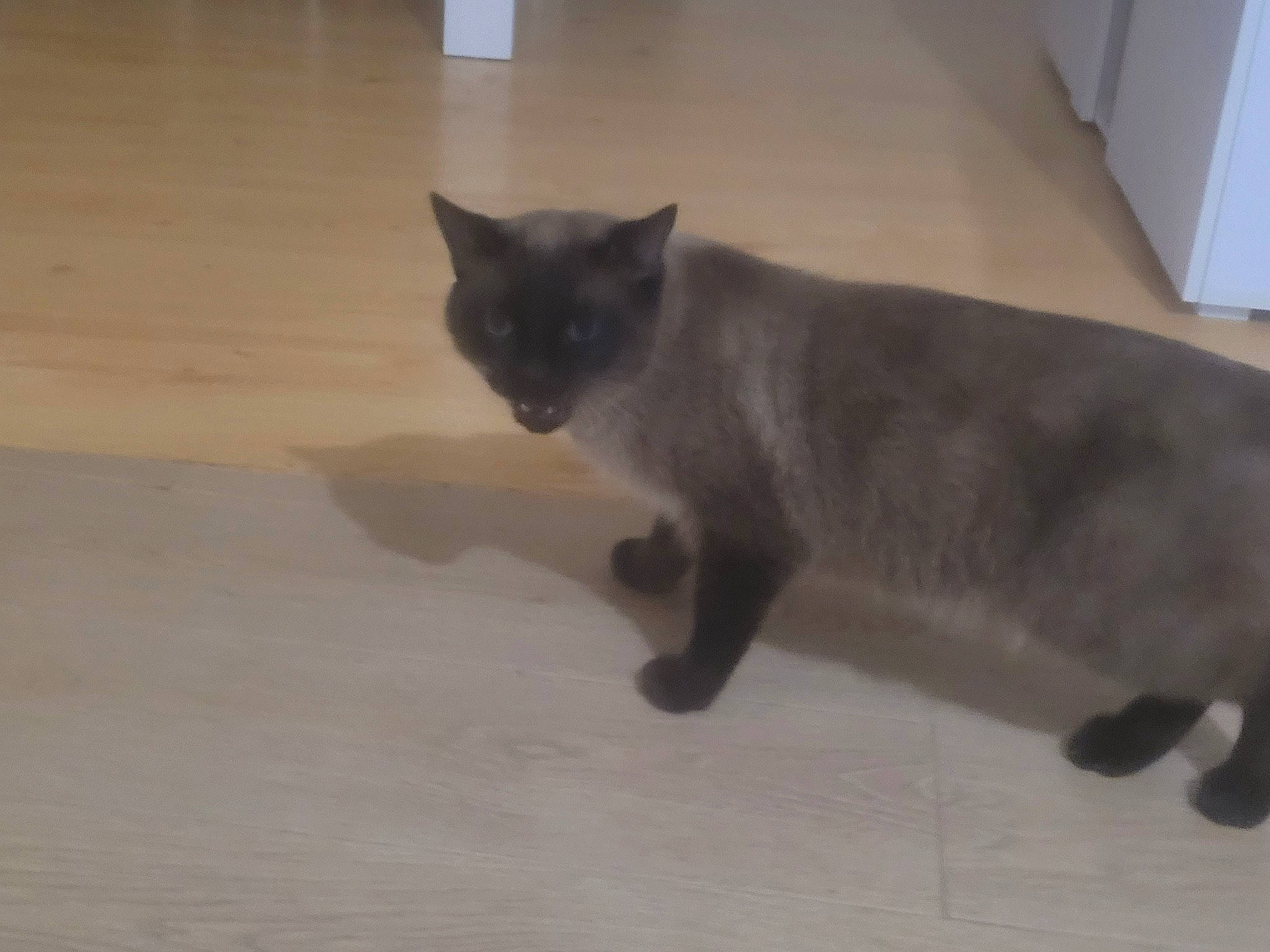 Simba participe au concours pour gagner de l'argent avec cette photo : carnivore, cat, domestic_short_haired_cat, felidae, flooring, fur, grey, hardwood, russian_blue, small_to_medium_sized_cats, snout, tail, terrestrial_animal, whiskers, wood