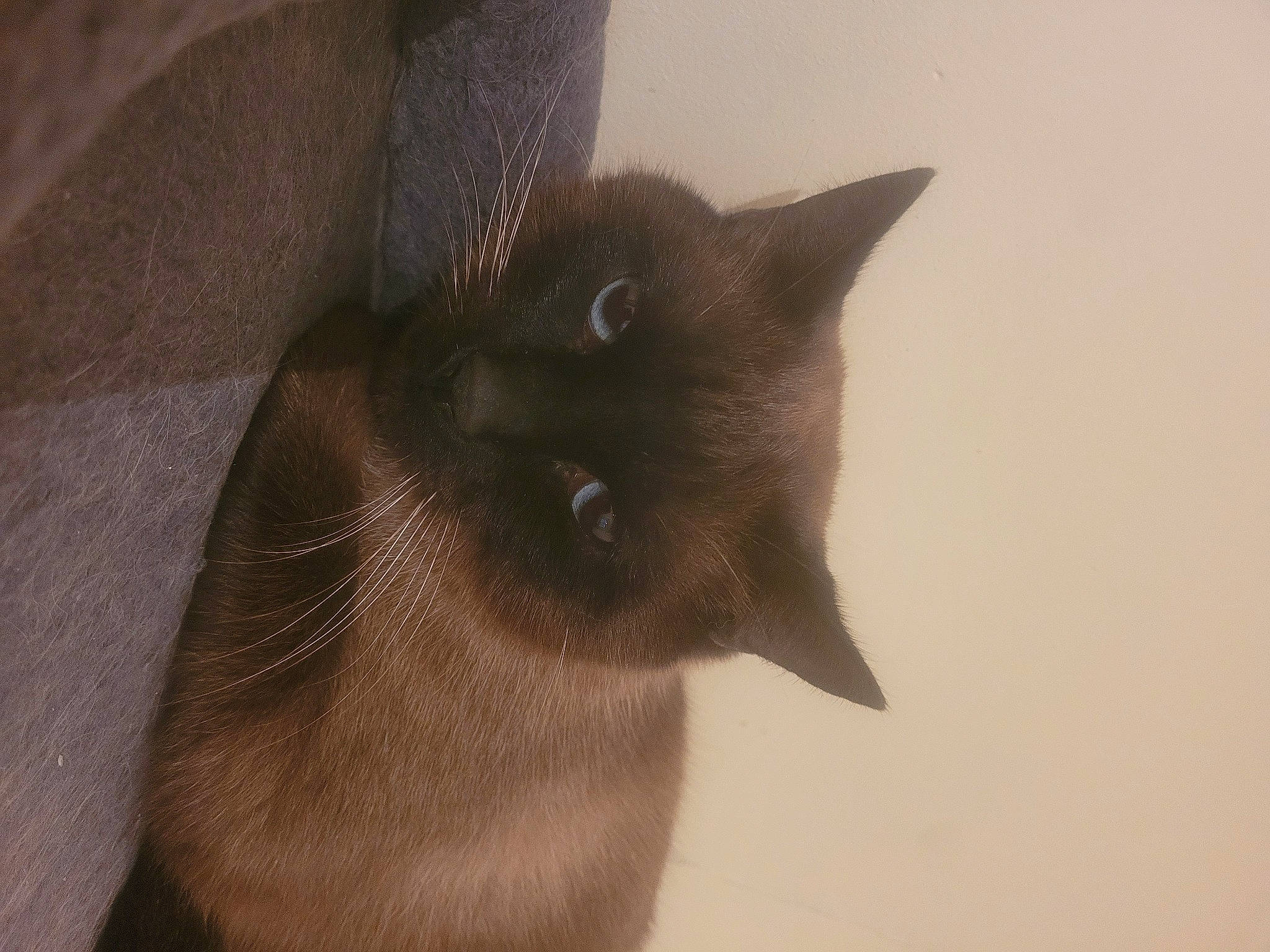 Simba participe au concours pour gagner de l'argent avec cette photo : balinese, carnivore, cat, domestic_short_haired_cat, fawn, felidae, fur, siamese, small_to_medium_sized_cats, snout, terrestrial_animal, thai, whiskers, wildlife