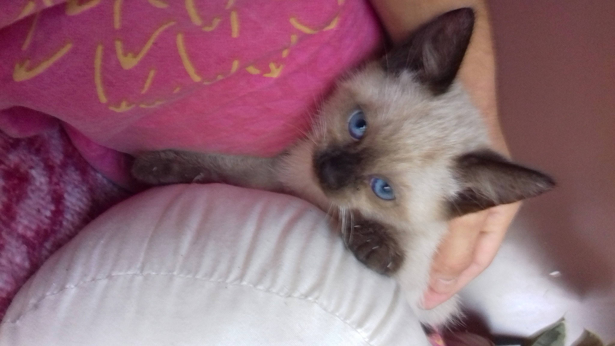 Nala a rejoint le concours — aidez-le/la à gagner de superbes lots ! balinese, birman, carnivore, cat, claw, close_up, comfort, fawn, felidae, fur, iris, paw, siamese, small_to_medium_sized_cats, snout, thai, whiskers