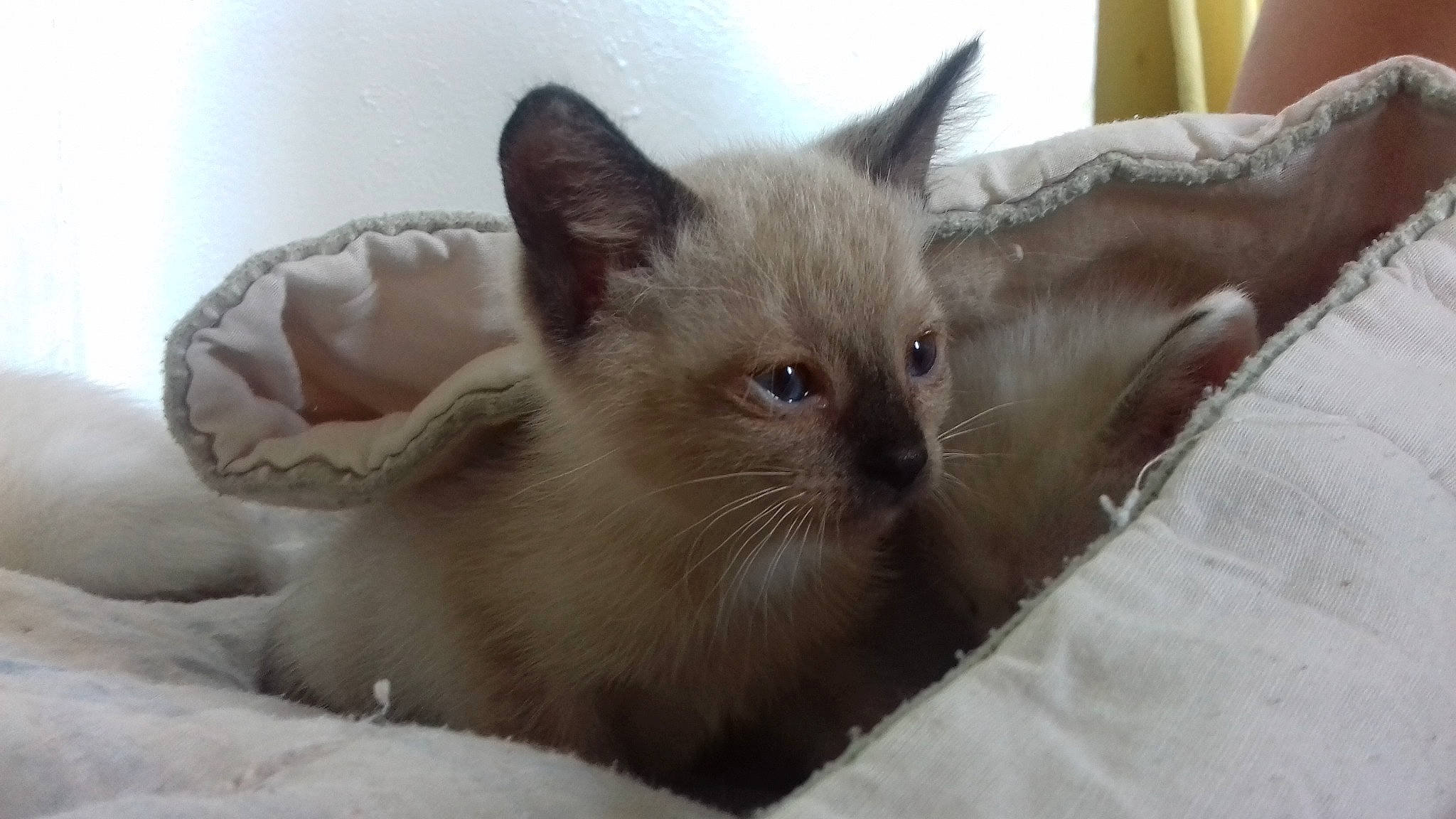 Nala participe au concours pour gagner de l'argent avec cette photo : balinese, carnivore, cat, cat_bed, cat_supply, claw, comfort, domestic_short_haired_cat, fawn, felidae, fur, paw, siamese, small_to_medium_sized_cats, snout, terrestrial_animal, thai, tonkinese, whiskers