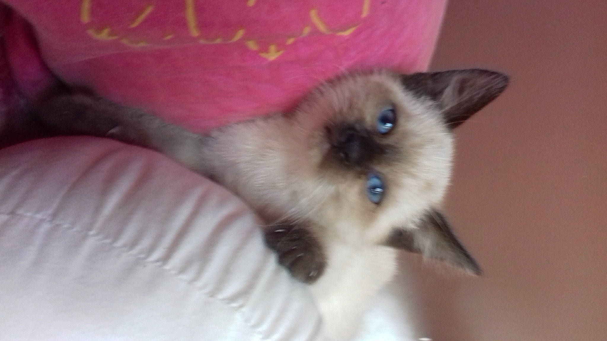 Nala a rejoint le concours — aidez-le/la à gagner de superbes lots ! balinese, birman, carnivore, cat, fawn, felidae, fur, siamese, small_to_medium_sized_cats, snout, whiskers