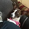 Mugzy joined the competition — help win amazing prizes! dog, pet, indoor, couch, pillow, resting, canine, small_dog, pink_harness, ears, fur, relaxed, companion, animal, domestic, comfort, snuggle, home, cozy, brown_and_white