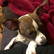 Mugzy joined the competition — help win amazing prizes! dog, small_dog, paw, ear, brown_and_white, blanket, red_blanket, resting, indoor, cozy, person_leg, curious, shy, closeup, pet, animal, fur, companion, comfort, home