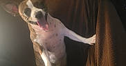 Mugzy joined the competition — help win amazing prizes! animal, brown_couch, canine, companion, cozy, cute, dog, ears, furniture, happy, home, indoor, pet, playful, relaxed, resting, spot_pattern, texture, tongue_out, warm_lighting