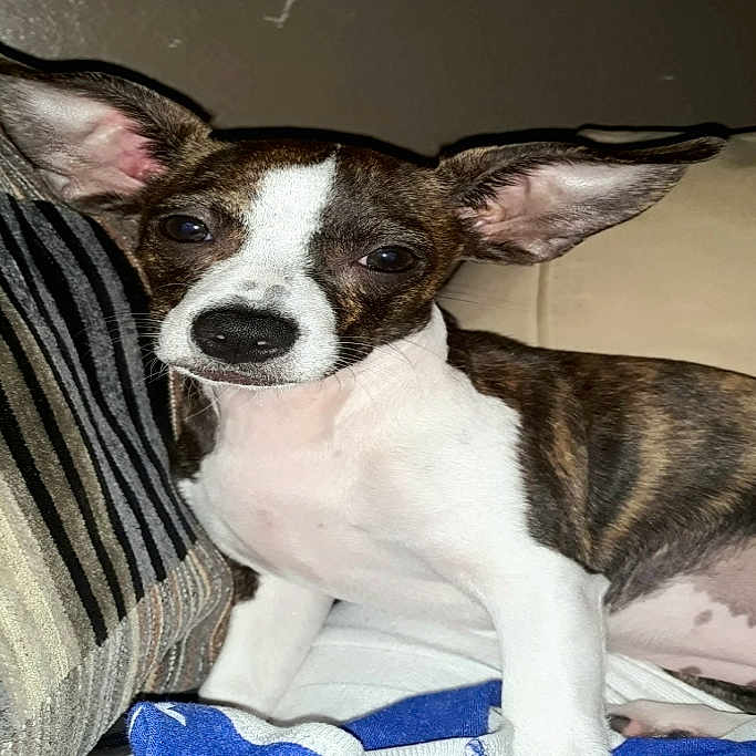 Mugzy