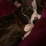 Mugzy is registered to the contest to win money with this photo: dog, sleeping, blanket, cozy, indoor, resting, pet, fur, brown, white, closeup, relaxation, cute, animal, companion, snuggle, comfort, domestic, quiet, peaceful