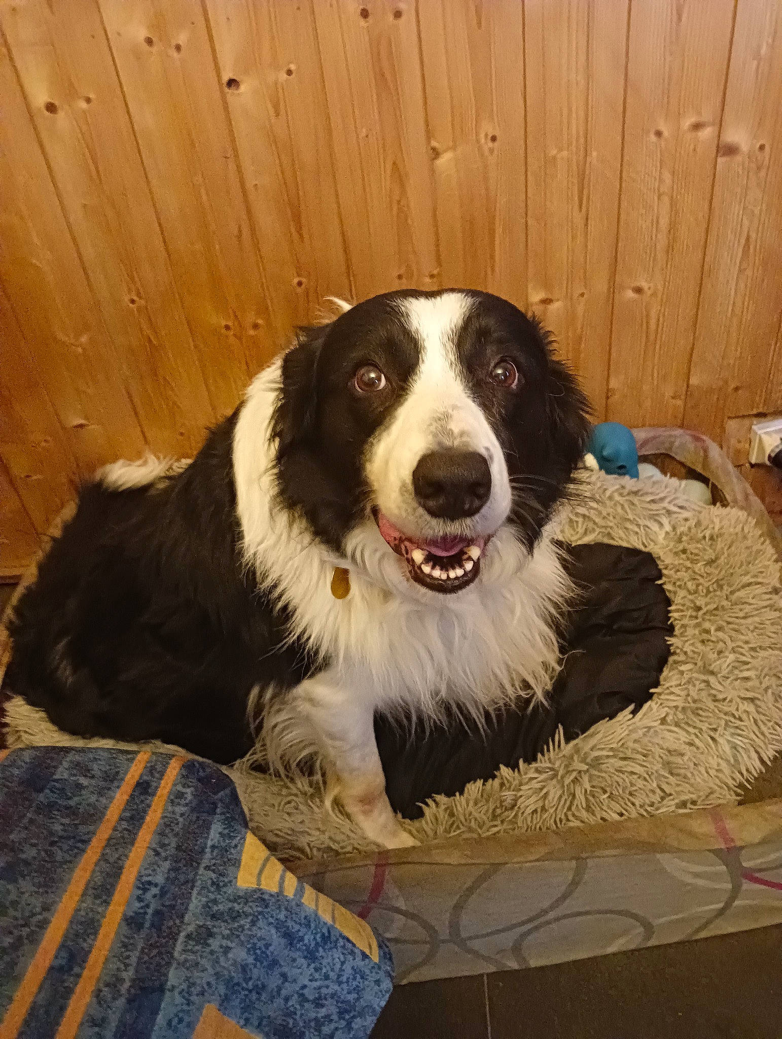 Spike a rejoint le concours — aidez-le/la à gagner de superbes lots ! art, border_collie, carnivore, companion_dog, dog, dog_breed, flooring, fur, gun_dog, hardwood, herding_dog, home_fencing, smile, snout, sporting_group, whiskers, wood, working_dog