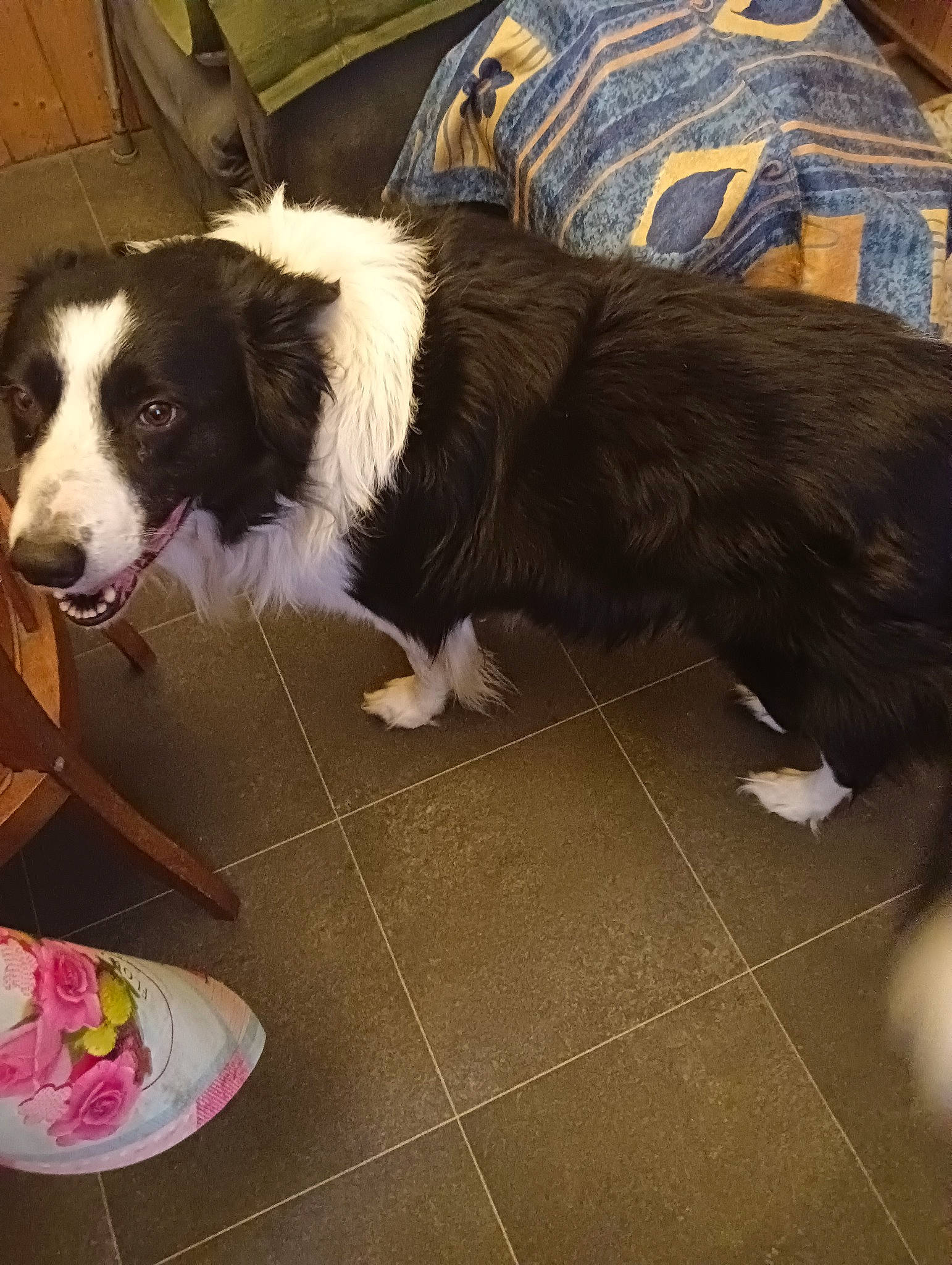 Spike participe au concours pour gagner de l'argent avec cette photo : border_collie, canidae, carnivore, chair, companion_dog, dog, dog_breed, floor, flooring, foot, fur, hardwood, herding_dog, sporting_group, tail, terrestrial_animal, tile_flooring, whiskers, working_animal, working_dog