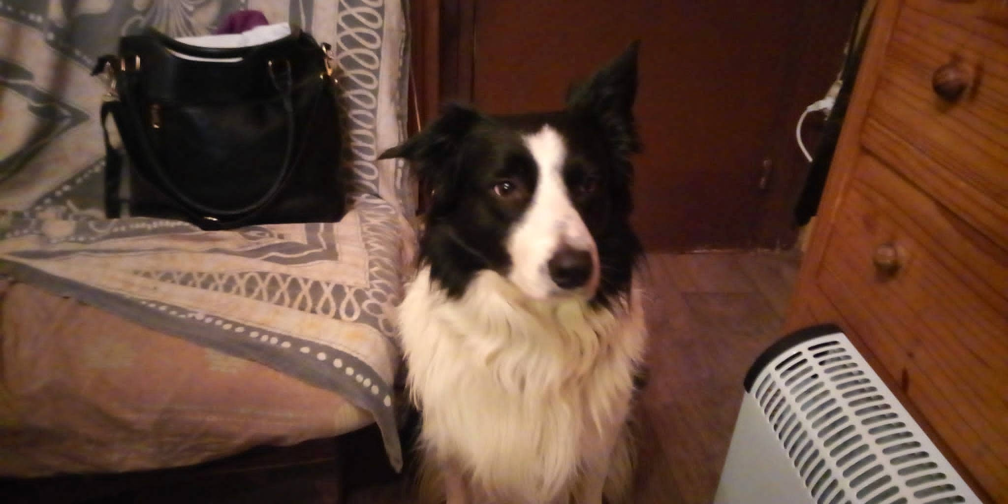 Spike participe au concours pour gagner de l'argent avec cette photo : australian_collie, bag, border_collie, canidae, carnivore, companion_dog, dog, dog_breed, flooring, fur, herding_dog, luggage_and_bags, non_sporting_group, terrestrial_animal, texas_heeler, whiskers, working_animal, working_dog