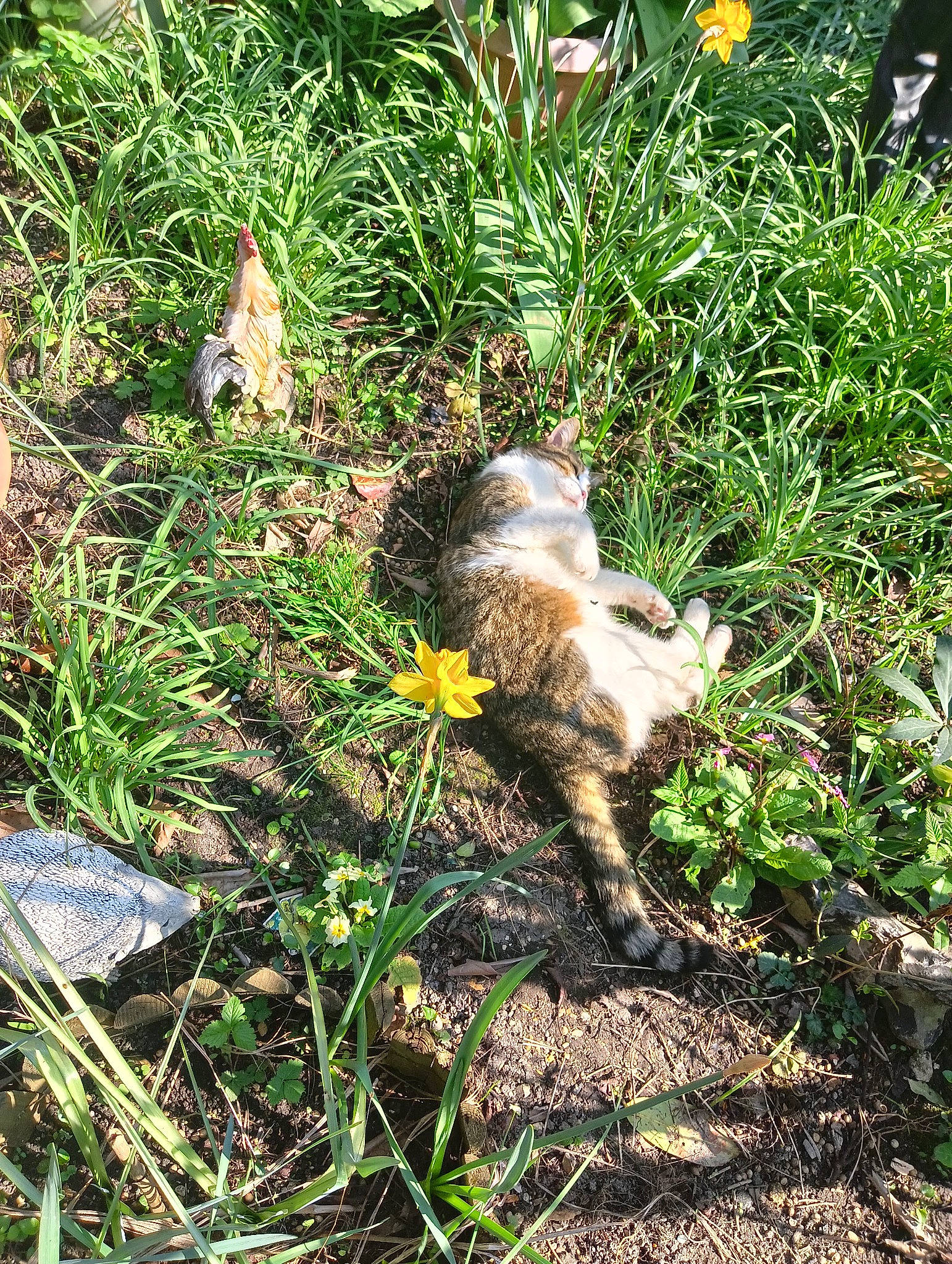 Guizmo a rejoint le concours — aidez-le/la à gagner de superbes lots ! carnivore, cat, fawn, felidae, flower, flowering_plant, grass, groundcover, herbaceous_plant, lawn_ornament, plant, shrub, small_to_medium_sized_cats, soil, sporting_group, squirrel, tail, terrestrial_animal, terrestrial_plant, whiskers