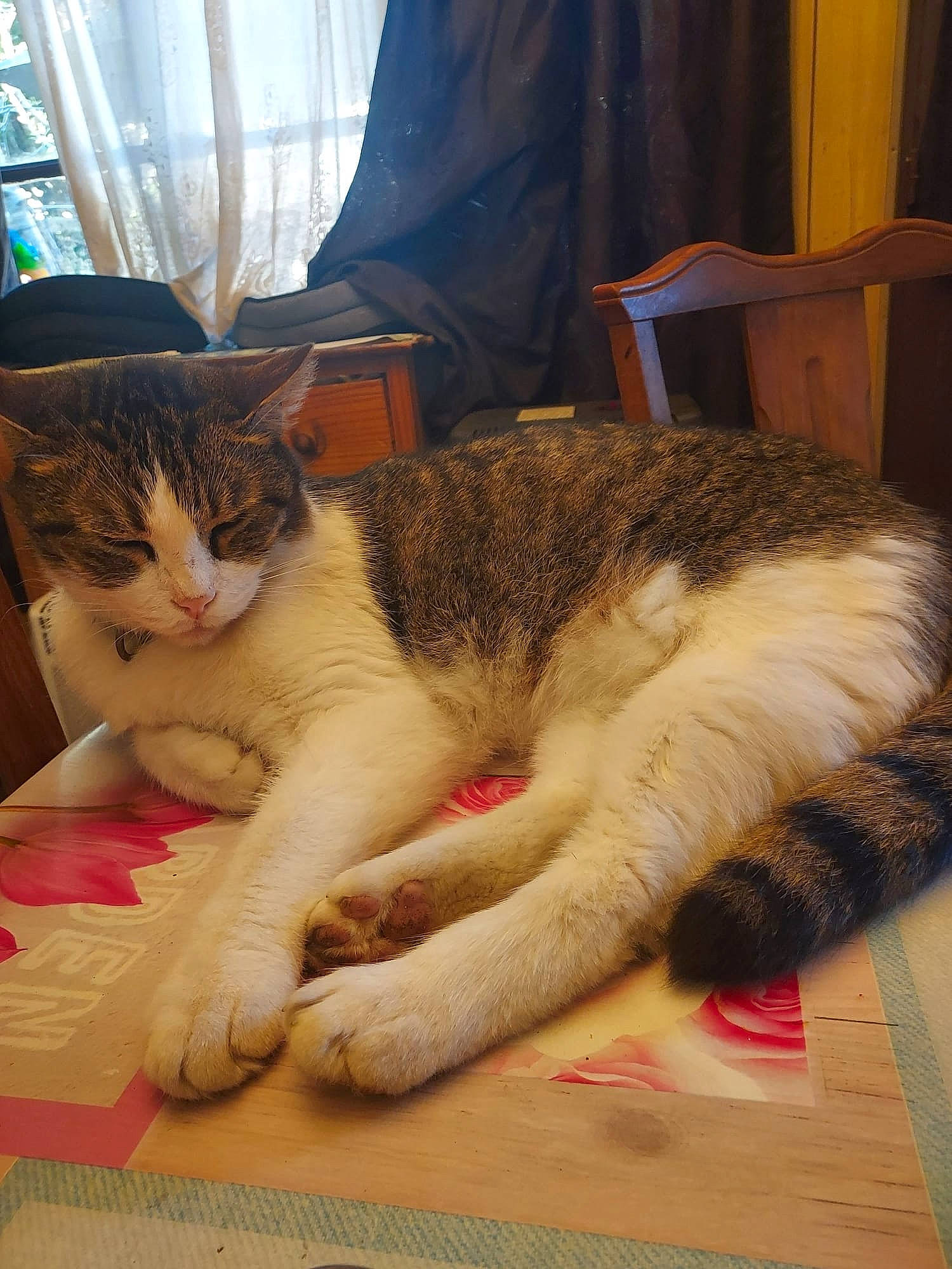 Guizmo a rejoint le concours — aidez-le/la à gagner de superbes lots ! carnivore, cat, chair, claw, comfort, curtain, domestic_short_haired_cat, felidae, flooring, foot, fur, human_leg, lap, paw, room, small_to_medium_sized_cats, tail, whiskers, window, wood