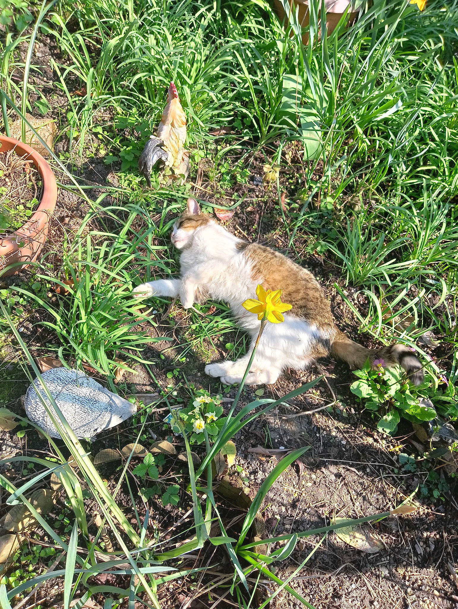 Guizmo participe au concours pour gagner de l'argent avec cette photo : canidae, fawn, felidae, garden, grass, grass_family, groundcover, herbaceous_plant, people_in_nature, plant, poales, soil, sporting_group, tail, terrestrial_animal, terrestrial_plant, tree, wildlife, yard