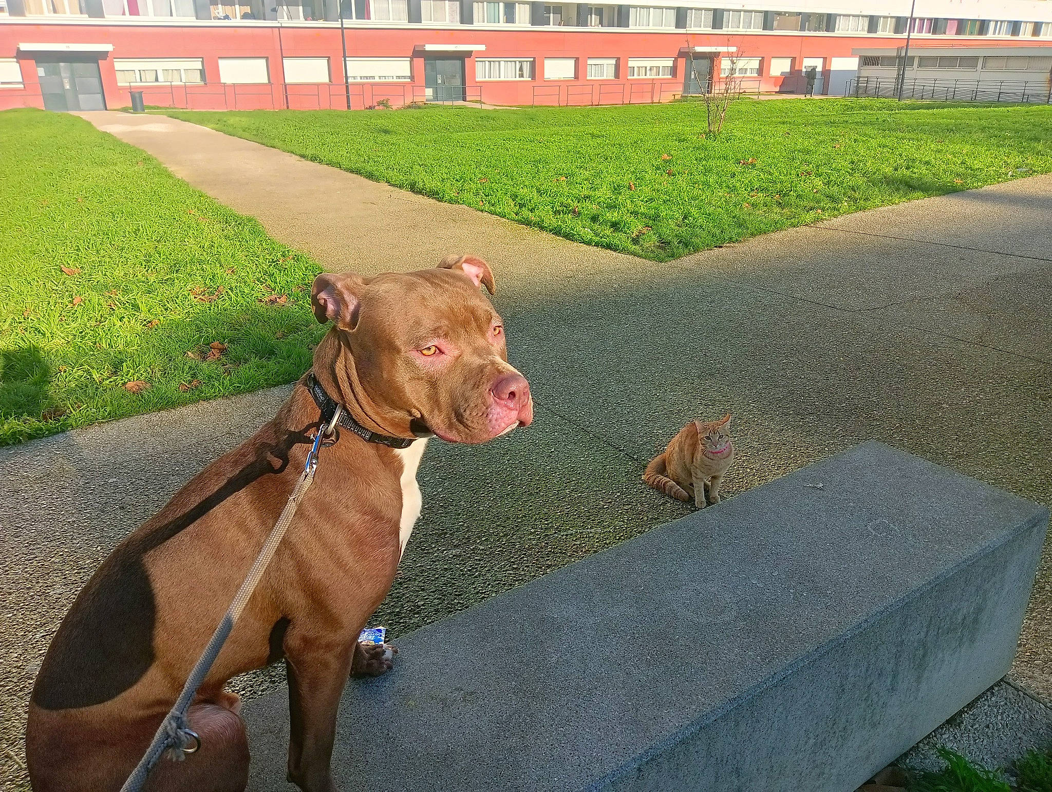 Kayenne a rejoint le concours — aidez-le/la à gagner de superbes lots ! building, carnivore, collar, companion_dog, dog, dog_breed, dog_collar, dog_supply, fawn, grass, liver, mammal, pet_supply, plant, road_surface, snout, tail, vertebrate, window, working_animal