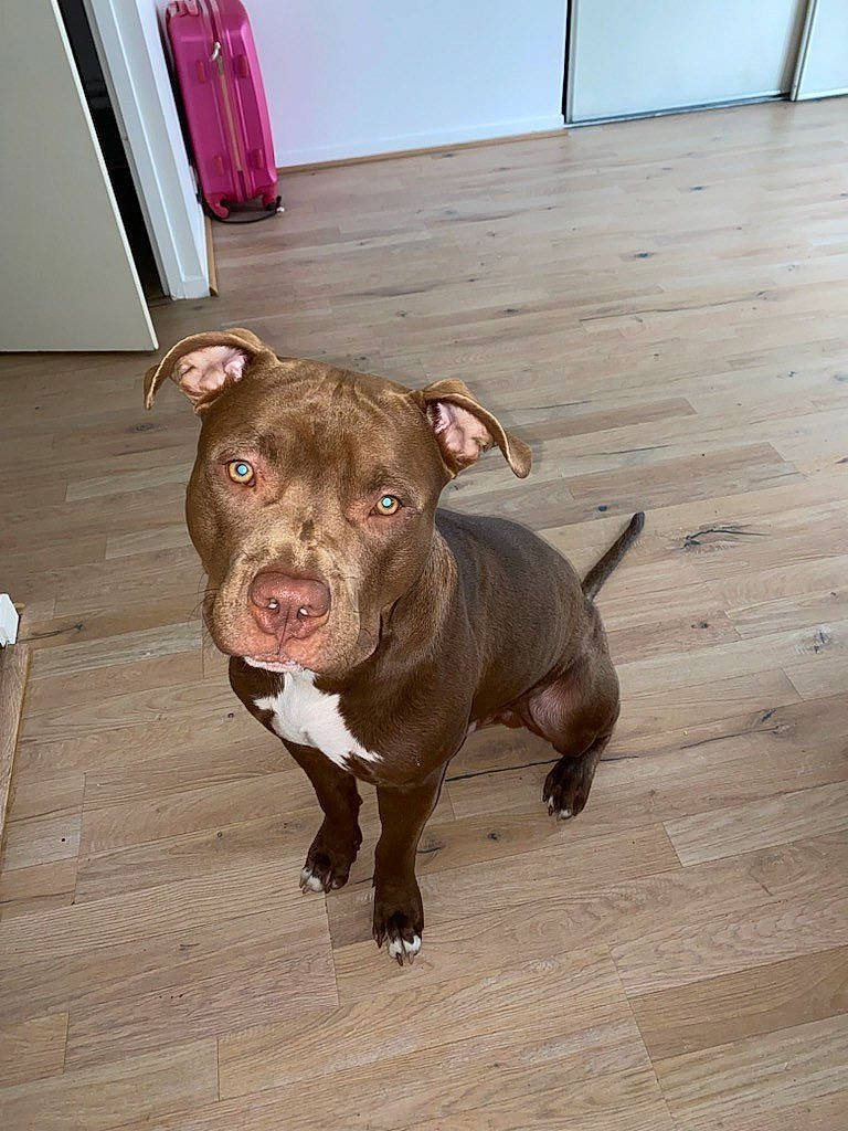 Kayenne a rejoint le concours — aidez-le/la à gagner de superbes lots ! canidae, carnivore, companion_dog, dog, dog_breed, fawn, flooring, fur, hardwood, liver, non_sporting_group, plank, snout, sporting_group, terrestrial_animal, varnish, wood, wood_flooring, wood_stain, working_animal