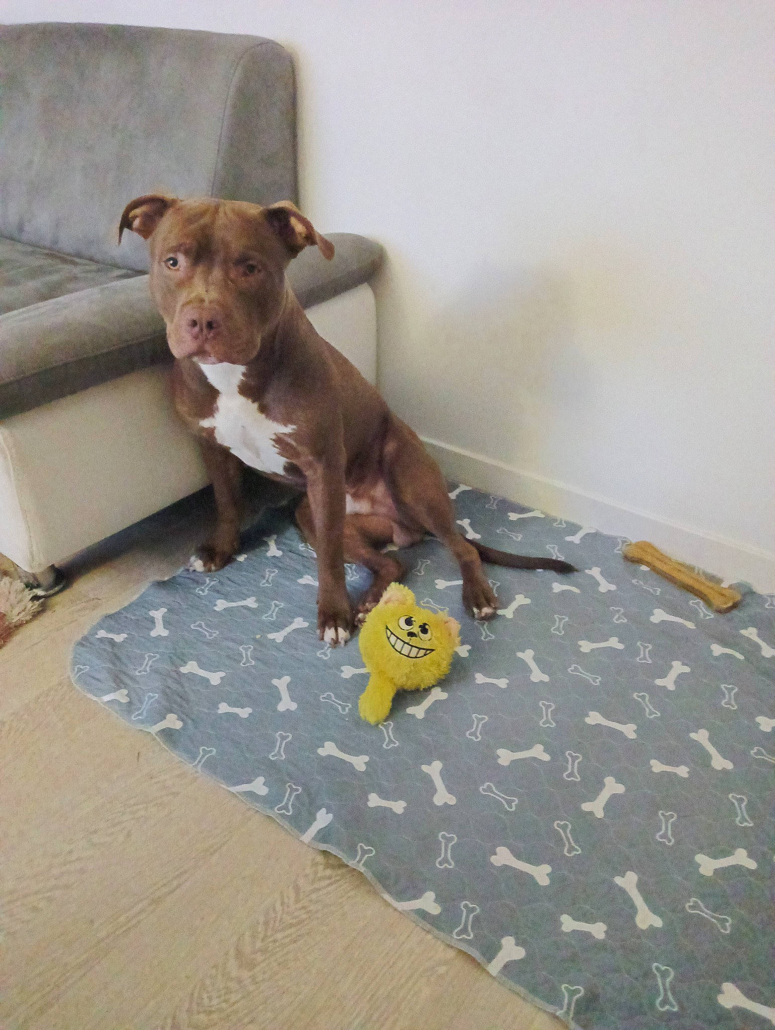 Kayenne participe au concours pour gagner de l'argent avec cette photo : brown, canidae, carnivore, comfort, companion_dog, dog, dog_breed, dog_clothes, dog_supply, fawn, flooring, hardwood, liver, non_sporting_group, pet_supply, sporting_group, tail, toy_dog, wood, working_animal