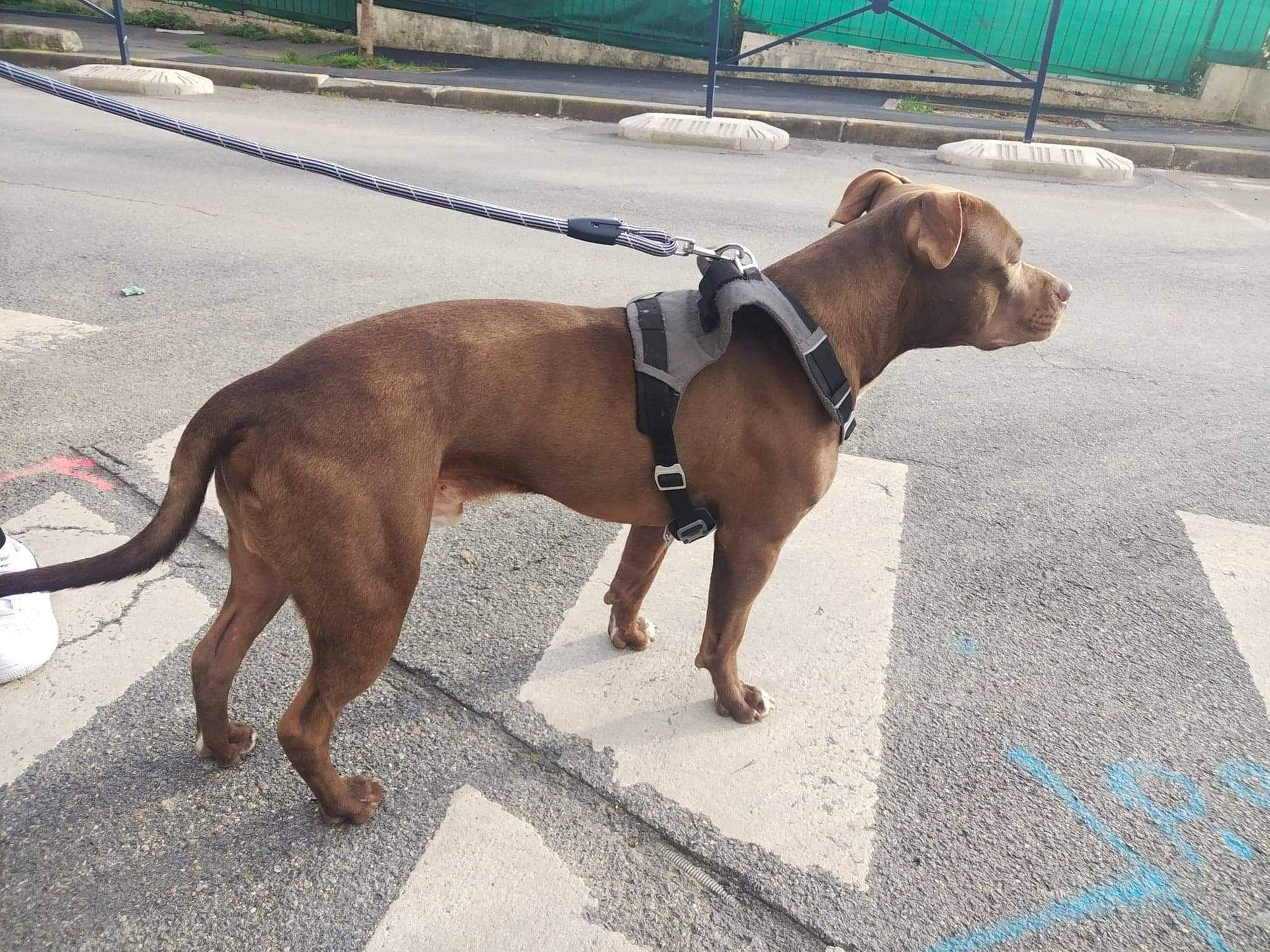 Kayenne a rejoint le concours — aidez-le/la à gagner de superbes lots ! asphalt, canidae, carnivore, collar, companion_dog, dog, dog_breed, dog_collar, dog_supply, dog_walking, fashion_accessory, fawn, leash, liver, pet_supply, road_surface, sidewalk, sporting_group, tail, working_animal