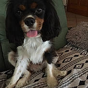 Mïo a rejoint le concours — aidez-le/la à gagner de superbes lots ! caramel_color, carnivoran, cavalier_king_charles_spaniel, companion_dog, dog, dog_breed, dog_breed_group, dog_like_mammal, king_charles_spaniel, puppy, russian_spaniel, snout, spaniel, sporting_group