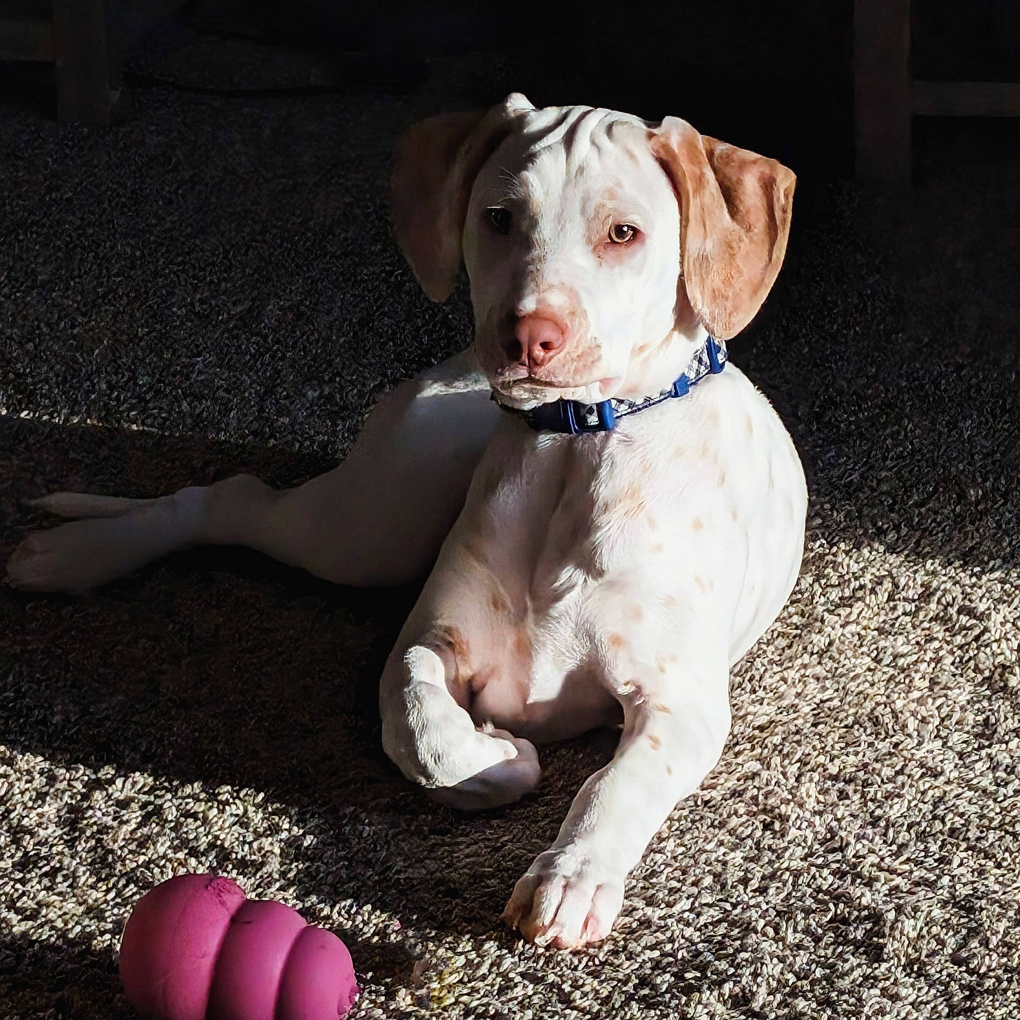 Snikets joined the competition — help win amazing prizes! barefoot, carnivore, companion_dog, dog, dog_breed, dog_collar, fawn, flash_photography, flooring, foot, grass, human_leg, leash, nail, paw, petal, sitting, soil, sporting_group, working_animal