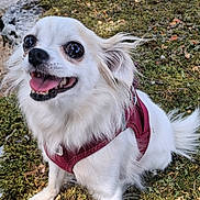 Zizou participe au concours pour gagner de l'argent avec cette photo : dog, white_dog, small_dog, long_hair, floppy_ears, happy, smiling, open_mouth, tongue, harness, outdoor, moss, grass, stone_wall, path, nature, portrait, pet, sitting, sunlight