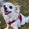 dog, white_dog, small_dog, long_hair, floppy_ears, happy, smiling, open_mouth, tongue, harness, outdoor, moss, grass, stone_wall, path, nature, portrait, pet, sitting, sunlight