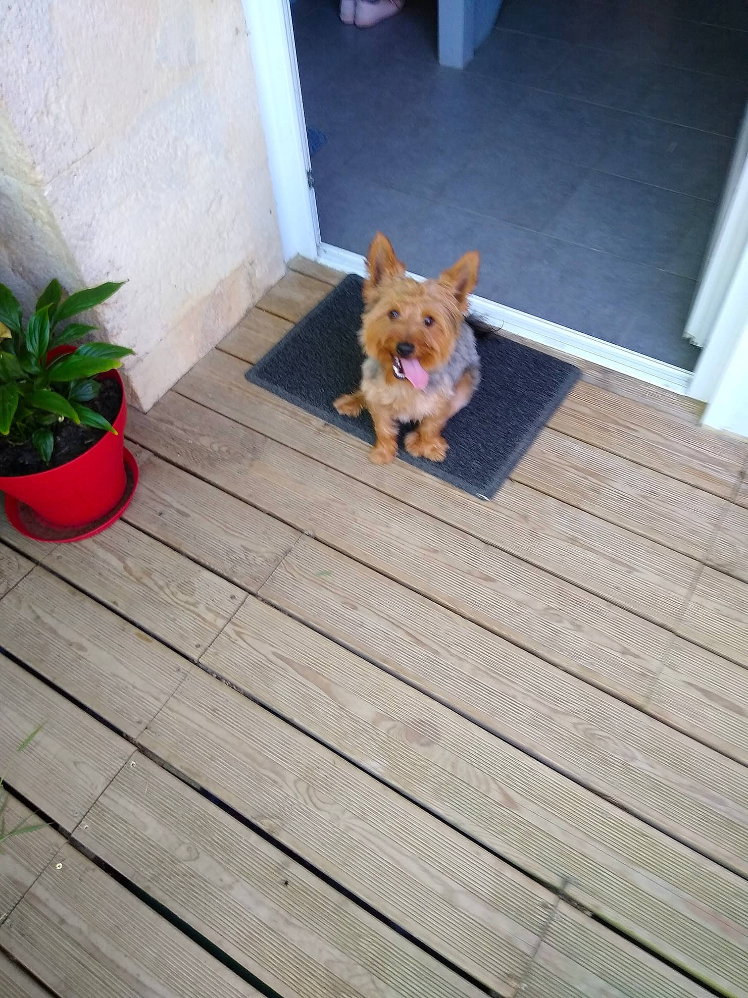 Lover participe au concours pour gagner de l'argent avec cette photo : canidae, carnivore, companion_dog, deck, dog, dog_breed, fawn, floor, flooring, hardwood, home, norwich_terrier, pomeranian, puppy, room, sporting_group, toy_dog, wood, wood_flooring